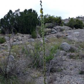 VIII Jornadas Senderistas-036