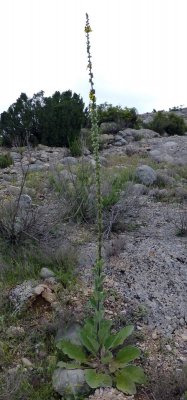 VIII Jornadas Senderistas-036