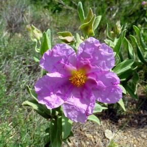VIII Jornadas Senderistas-043