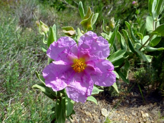 VIII Jornadas Senderistas-043