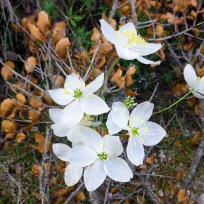 VIII Jornadas Senderistas-048