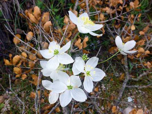 VIII Jornadas Senderistas-048