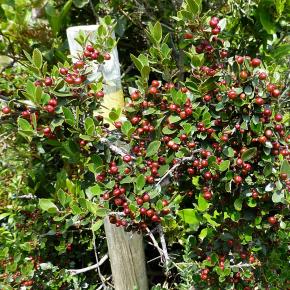 VIII Jornadas Senderistas-049