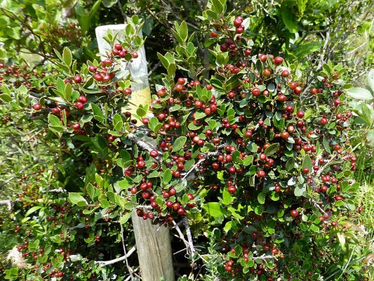 VIII Jornadas Senderistas-049