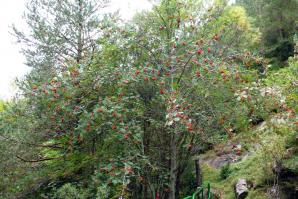 Lizara-Aragues-011