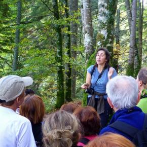 Selva de Irati, Navarra