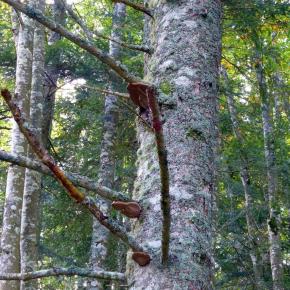 Selva de Irati, Navarra
