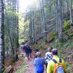 Selva de Irati, Navarra