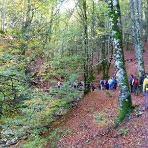 Selva de Irati, Navarra