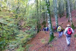 Selva de Irati, Navarra