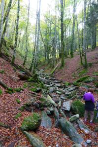 Selva de Irati, Navarra