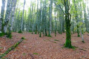 Selva de Irati-030