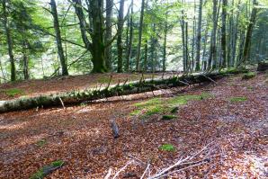 Selva de Irati-033