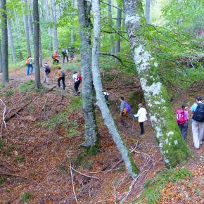 20131026 Selva de Irati (vuelta al pantano de Irabia)