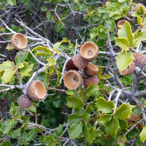 Monasterio del Olivar-007