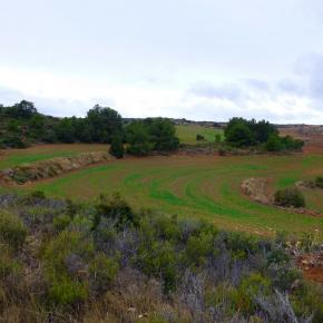 Monasterio del Olivar-008