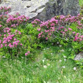 Forau Aigualluts-039