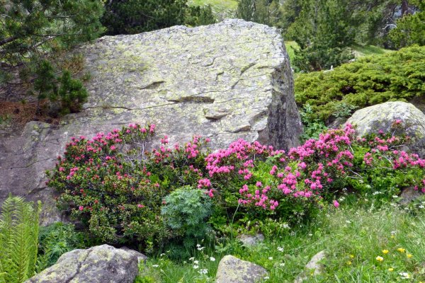 Forau Aigualluts-077