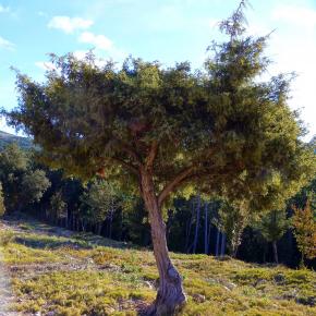 Vadiello-Huevo San Cosme-014