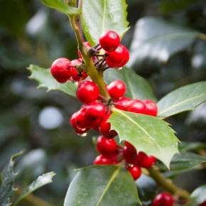 20151121-Sierra-de-Vicor-de-Inoges-a-Aluenda