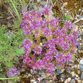 Cañones del Ebro, Burgos
