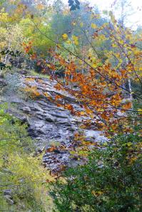 20161022-Bosque-de-la-Pardina-del-Se-or