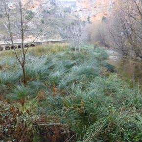 Jaraba-Calmarza-1-