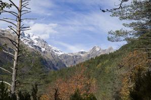 Pineta-004
