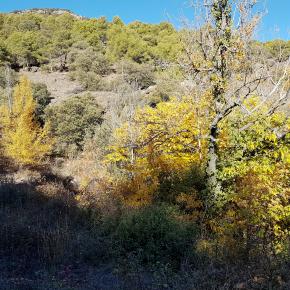 Fuentes Almonacid (6)