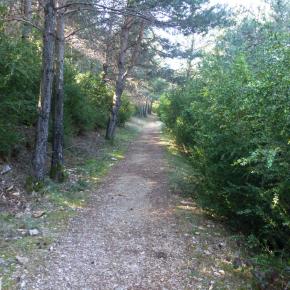 L-sera-Belsue-15-