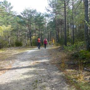 Pineta-18-