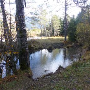 Pineta-20-