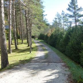 Pineta-4-