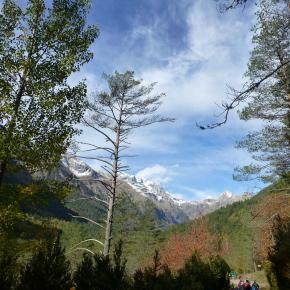 Pineta-5-