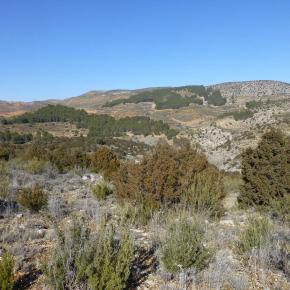 Calmarza-Jaraba-14-