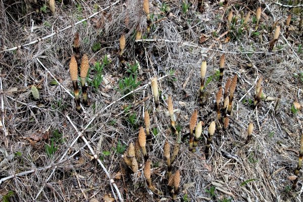 16 Setas Cola de caballo