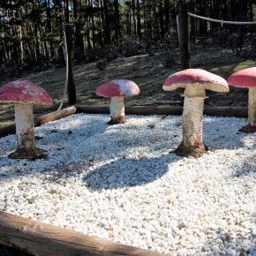 02 Sendero micológico