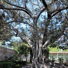 28 Ficus macrophylla