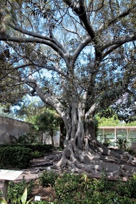 28 Ficus macrophylla