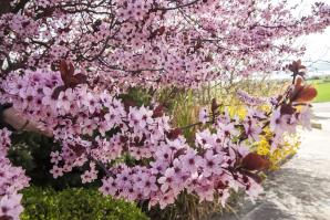 35 Cerezo rosa
