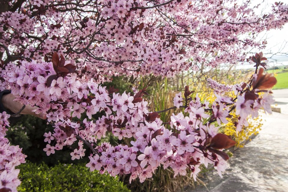35 Cerezo rosa