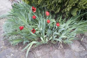 01 Tulipanes